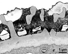 pollen wall coated with pollenkitt and pollen coating vesicles (PCV)