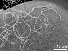 polar proximal area with viscin-threads