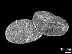 dry pollen grains