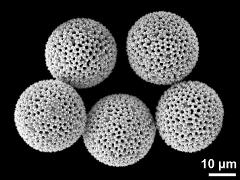 dry pollen grains