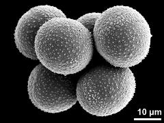hydrated pollen