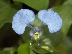 flower of Commelina erecta