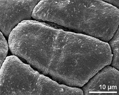 hydrated tetrads (in massula)