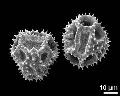 dry pollen grains