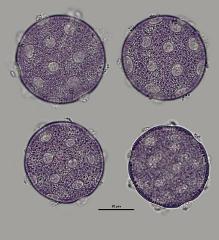 hydrated Pollen