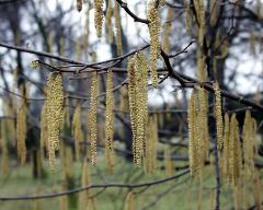 male flowers of Corylus avellana