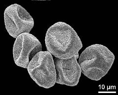 dry pollen grains