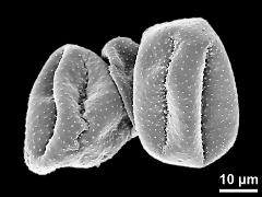 dry pollen grains