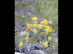 habitus,inflorescence(s)