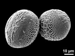 hydrated pollen grains