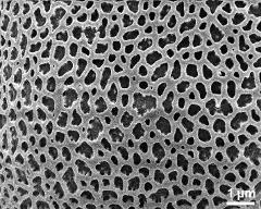 exine surface