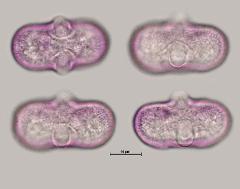 hydrated pollen