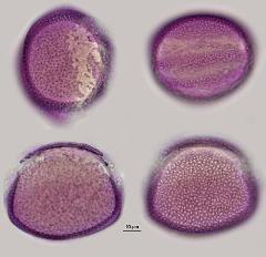 hydrated Pollen