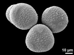 hydrated pollen grains