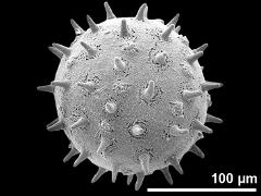 hydrated pollen grain