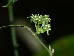 flower(s)