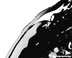 pollen wall at transition of aperture and interapertural area