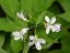 inflorescence(s)