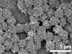 acetolyzed pollen,Ubisch bodies