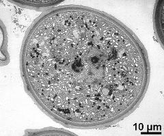 hydrated pollen grain