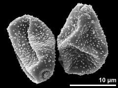 dry pollen grains