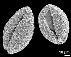 dry pollen grains