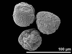 dry pollen
