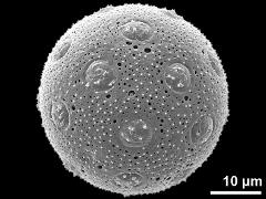 hydrated pollen grain