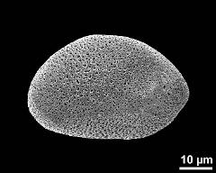 dry pollen grain in equatorial view