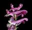 flowers of Corydalis cava