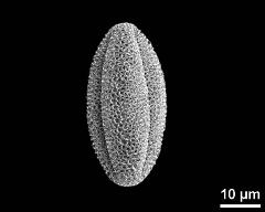 dry pollen grain in equatorial view