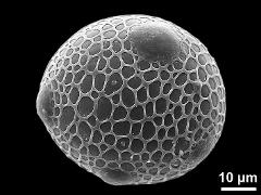 hydrated pollen grain