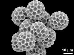 dry pollen grains