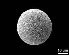 hydrated pollen grain