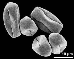 dry pollen grains