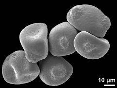 dry pollen