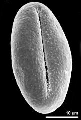 dry pollen grain in equatorial view