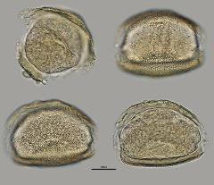 hydrated pollen