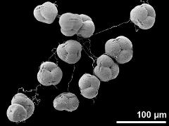 hydrated tetrads