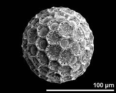 hydrated pollen grain