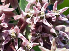 flowers of Asclepias syriaca