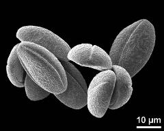 dry pollen grains