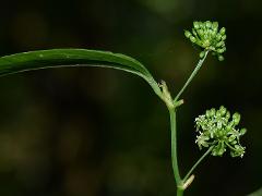 inflorescence(s)