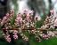 flowers of Tamarix gallica