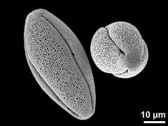 dry pollen grains