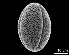 dry pollen grain in equatorial view