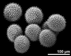 dry pollen grains