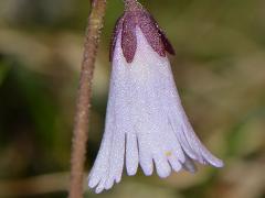 flower(s)