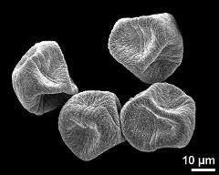 dry pollen grains