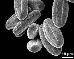 dry pollen grains